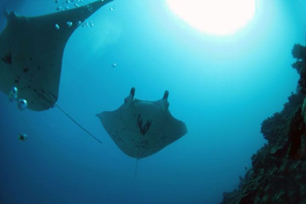 Dive N' Smile Bora-Bora Scuba Diving