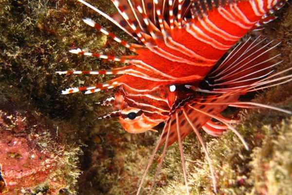 Dive N' Smile Bora-Bora Scuba Diving