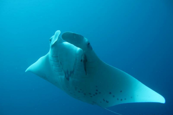 Dive N' Smile Bora-Bora Scuba Diving Manta